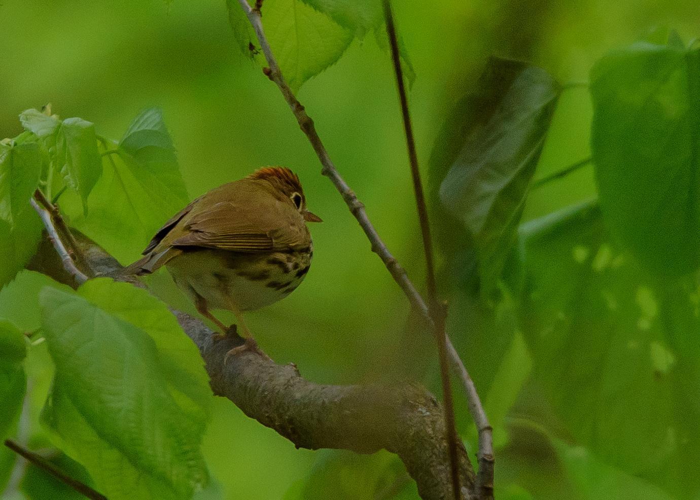 Ovenbird Photo by Keshava Mysore