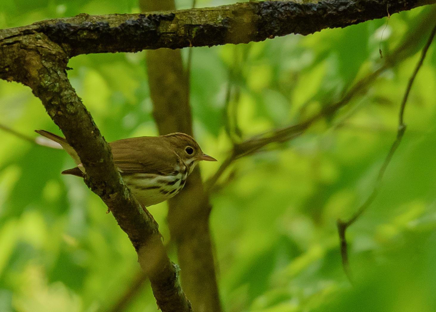 Ovenbird Photo by Keshava Mysore