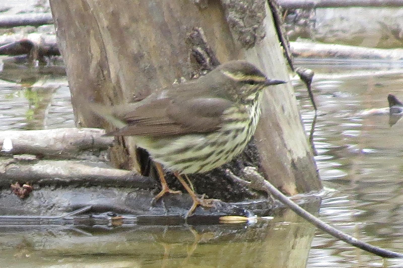 Northern Waterthrush Photo by Enid Bachman