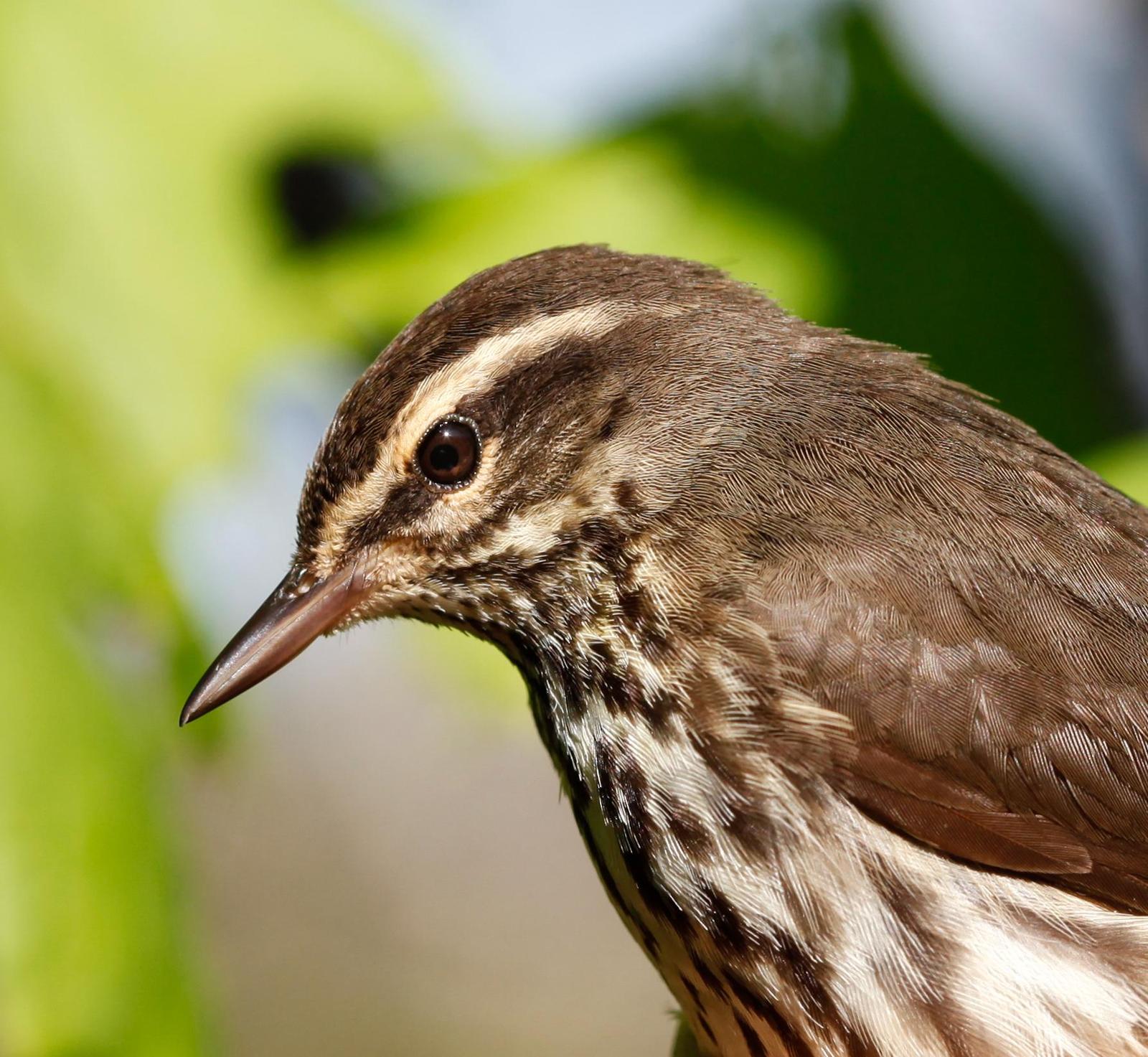 Northern Waterthrush Photo by Lucy Wightman