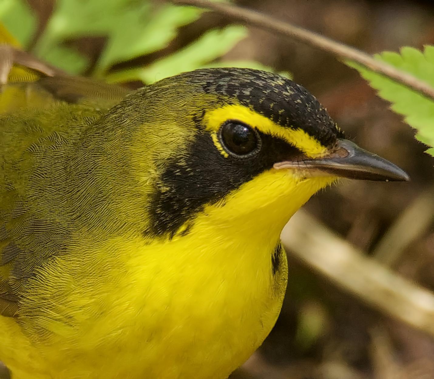 Kentucky Warbler Photo by Brian Avent