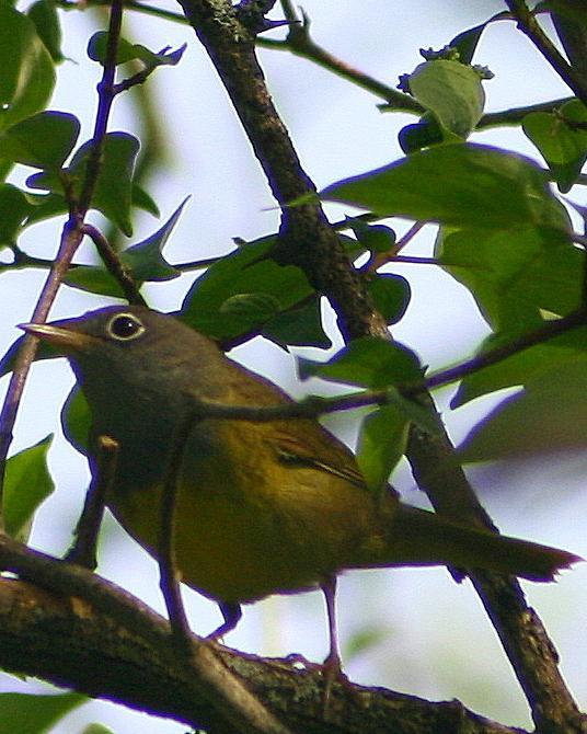 Connecticut Warbler Photo by Evan Carlson