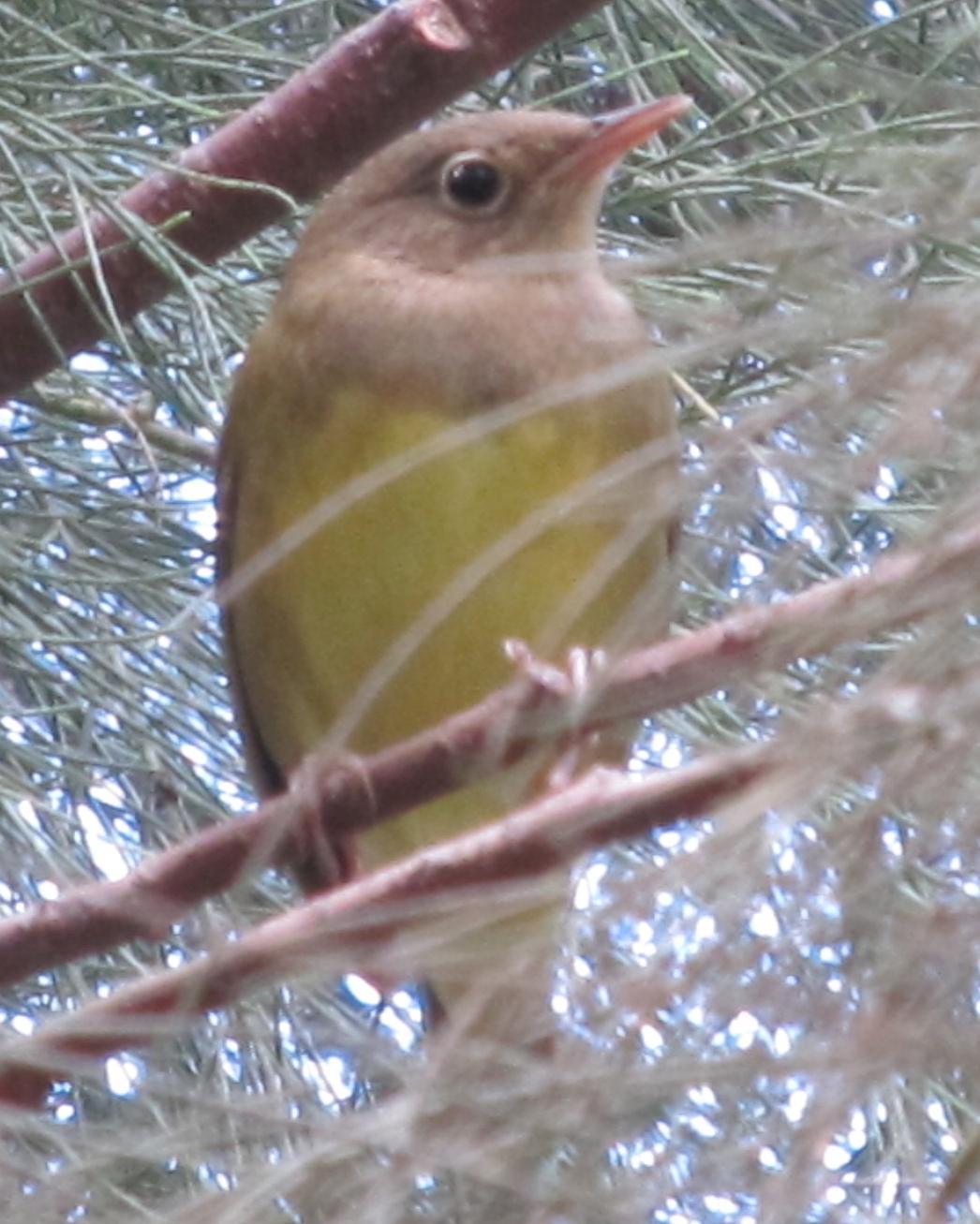 Connecticut Warbler Photo by David Bell