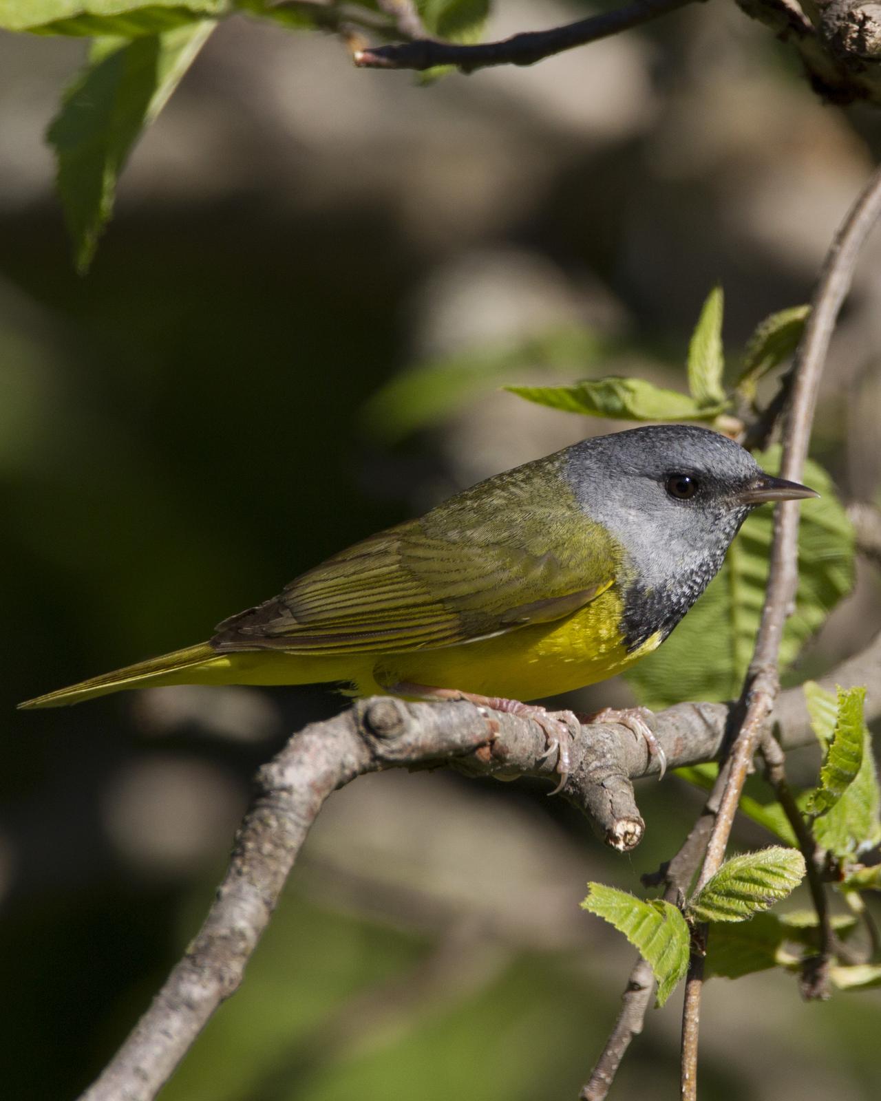 Mourning Warbler Photo by Jeff Moore