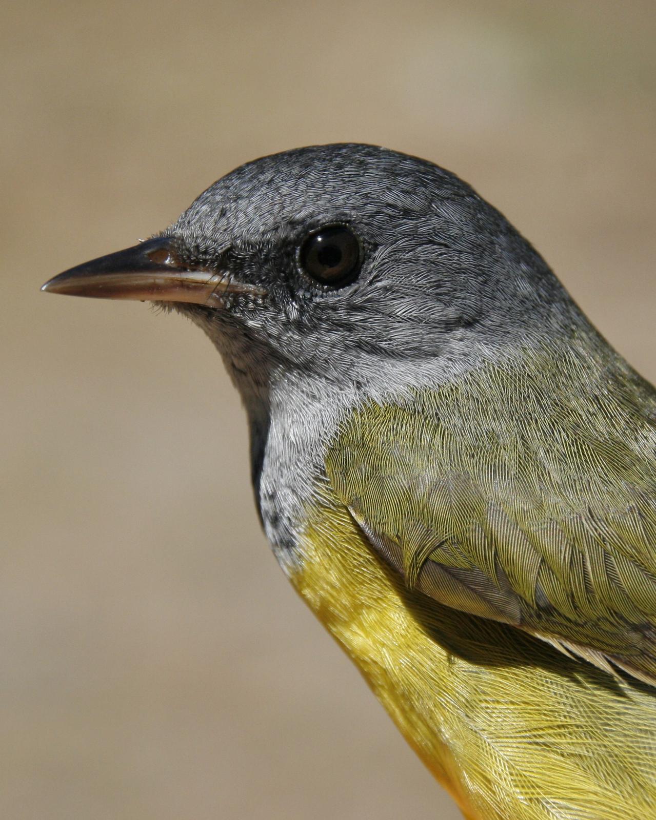 Mourning Warbler Photo by Oscar Johnson