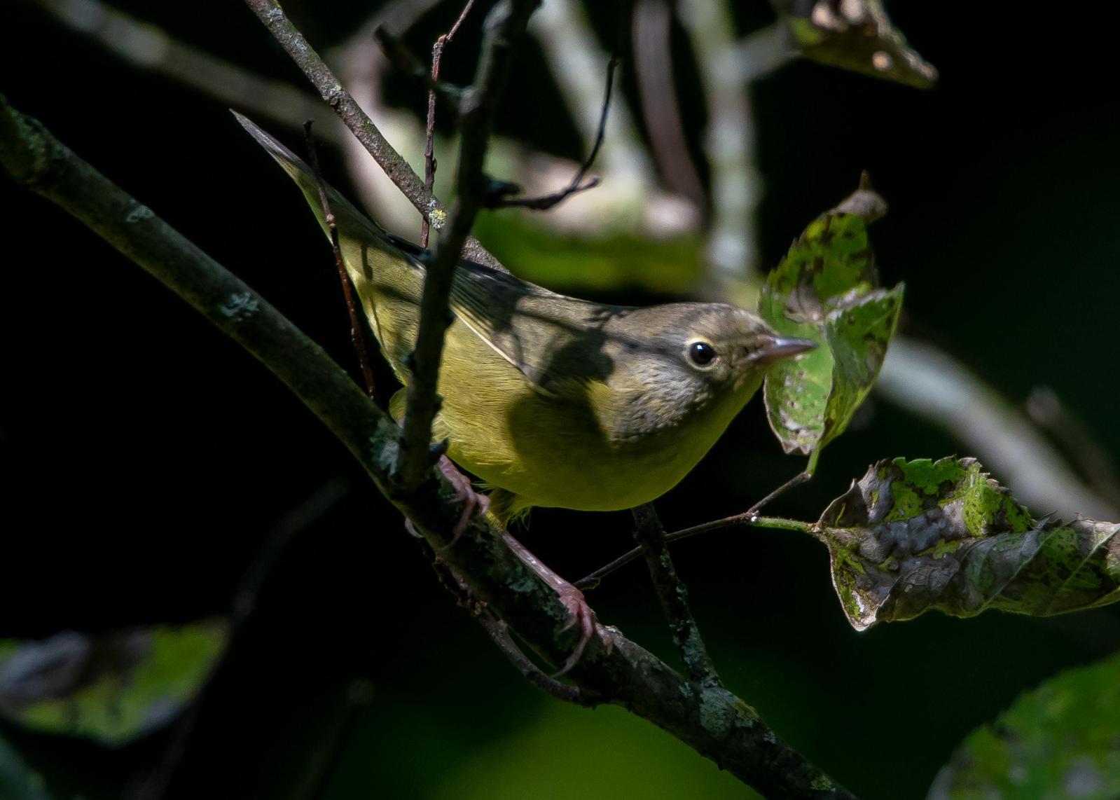 Mourning Warbler Photo by Gerald Hoekstra
