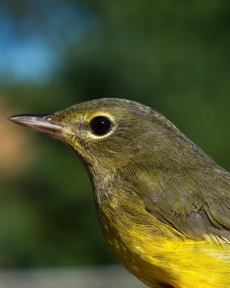 Mourning Warbler Photo by Rob Dickerson