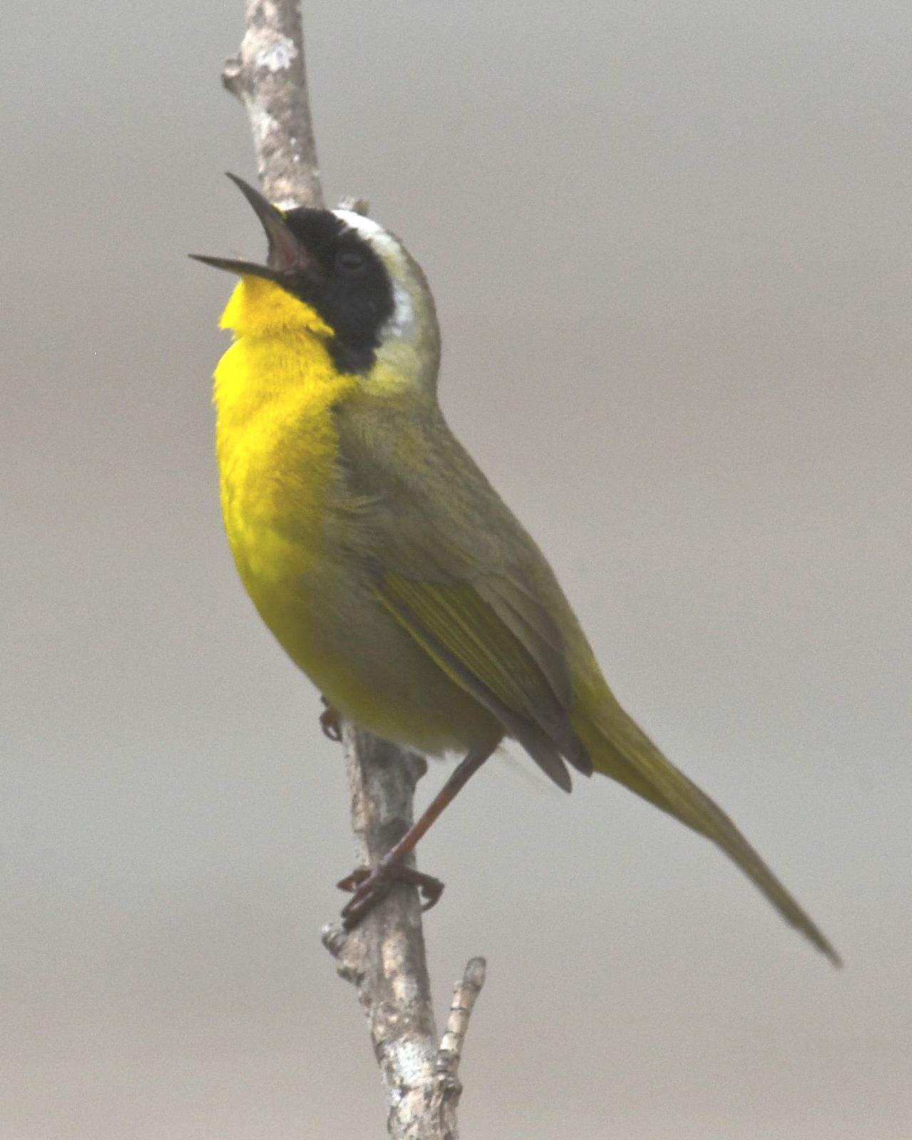 Common Yellowthroat Photo by Jonathan Bent