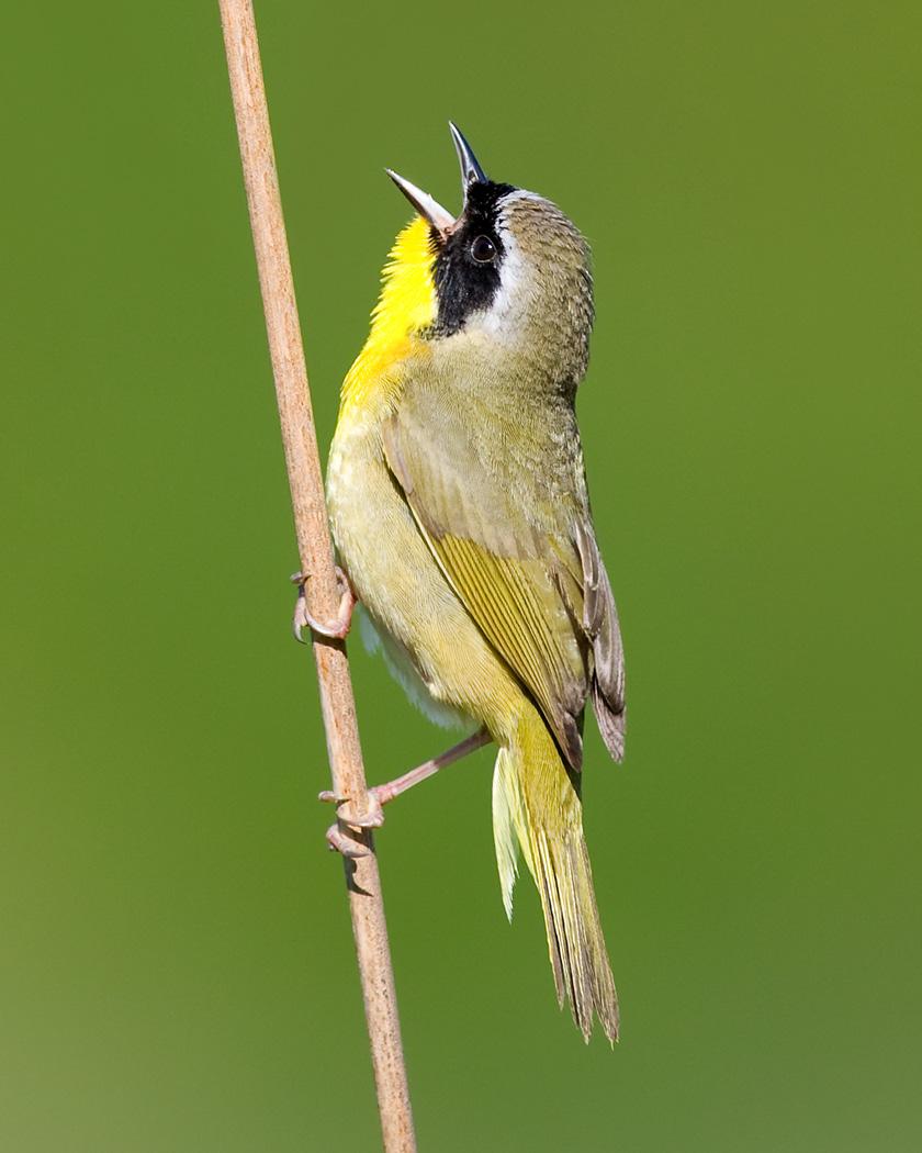Common Yellowthroat Photo by Josh Haas