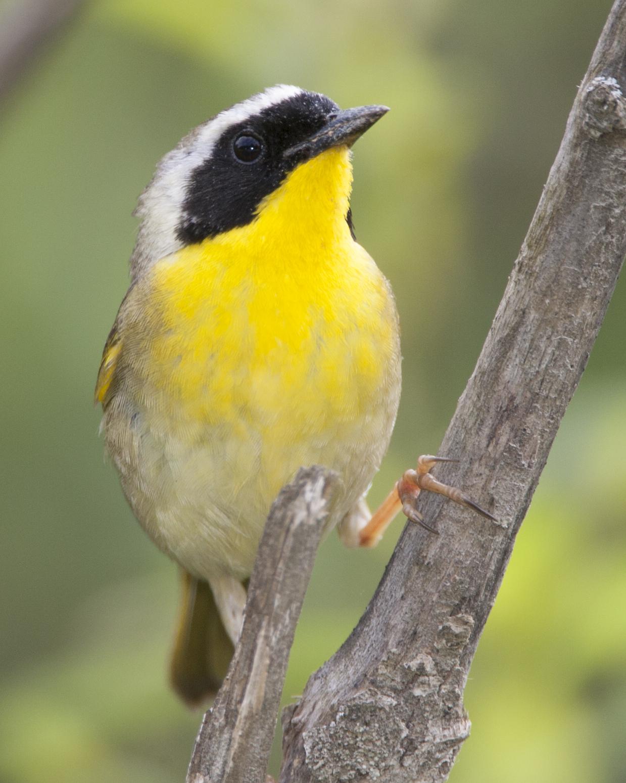 Common Yellowthroat Photo by Jeff Moore