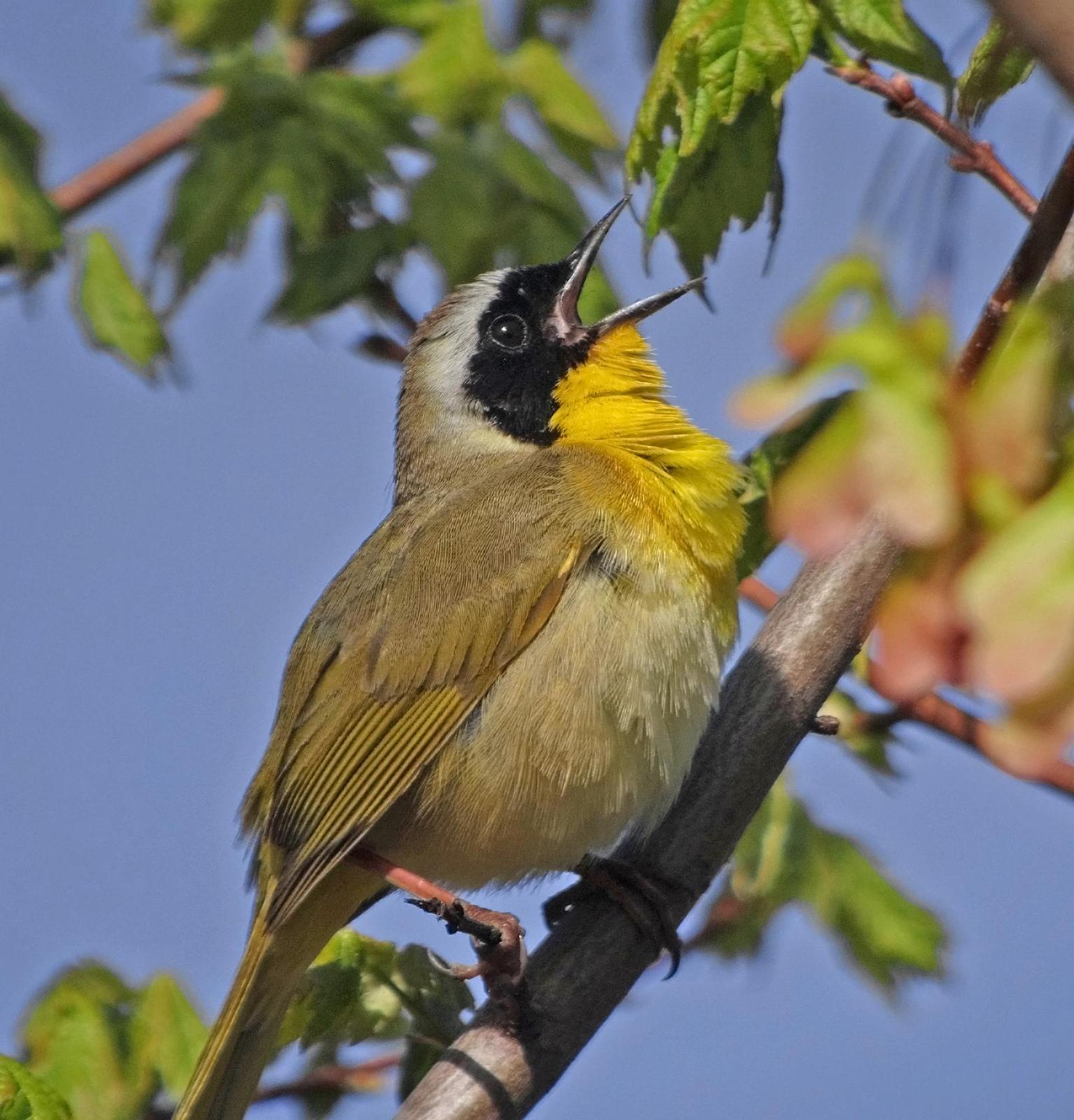 Common Yellowthroat Photo by Joseph Pescatore