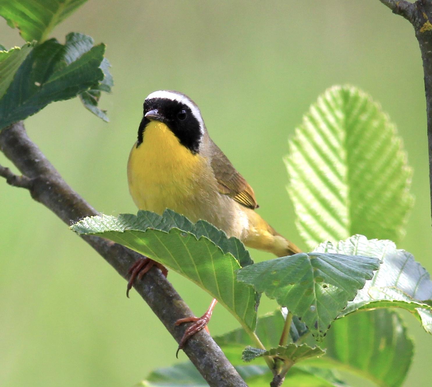 Common Yellowthroat Photo by Kathryn Keith