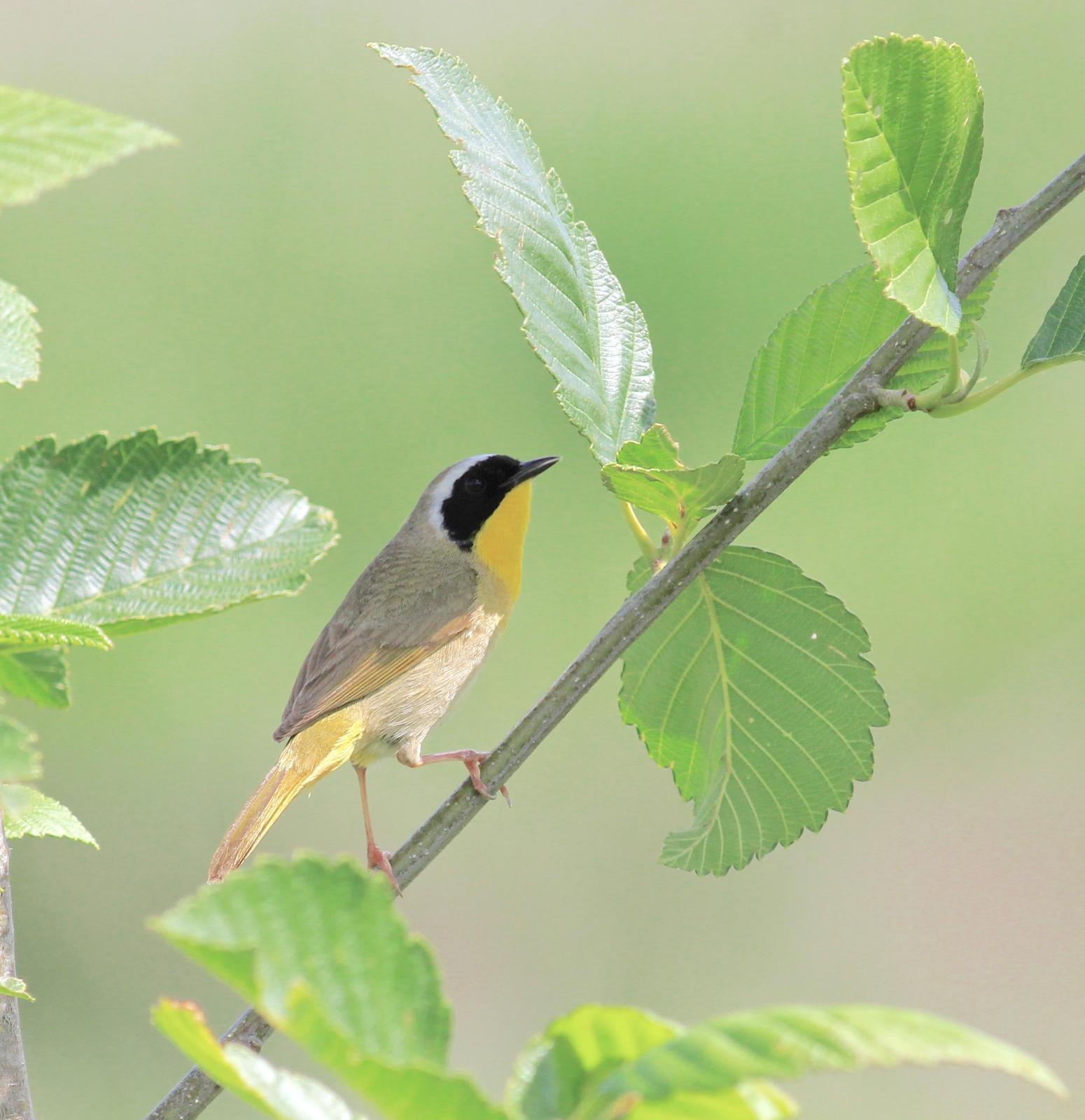 Common Yellowthroat Photo by Kathryn Keith