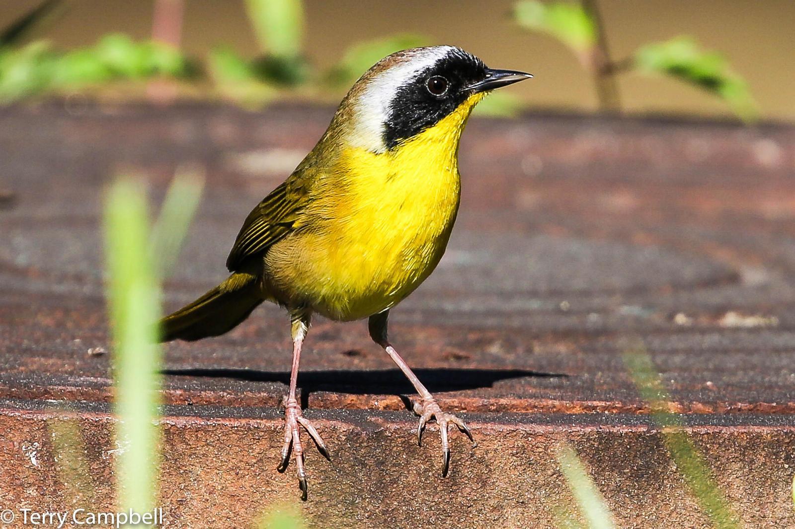 Common Yellowthroat Photo by Terry Campbell