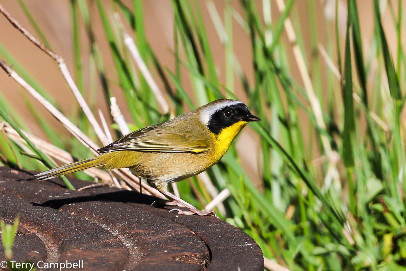 Common Yellowthroat Photo by Terry Campbell