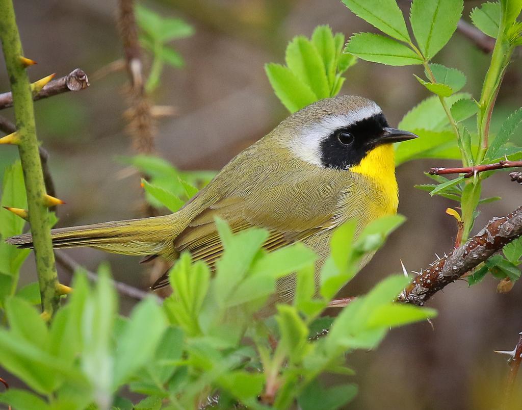 Common Yellowthroat Photo by Theodore W.  Hatem
