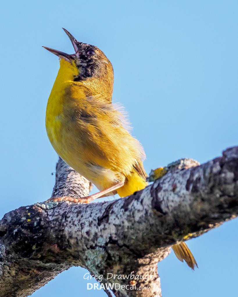 Common Yellowthroat Photo by Greg Drawbaugh