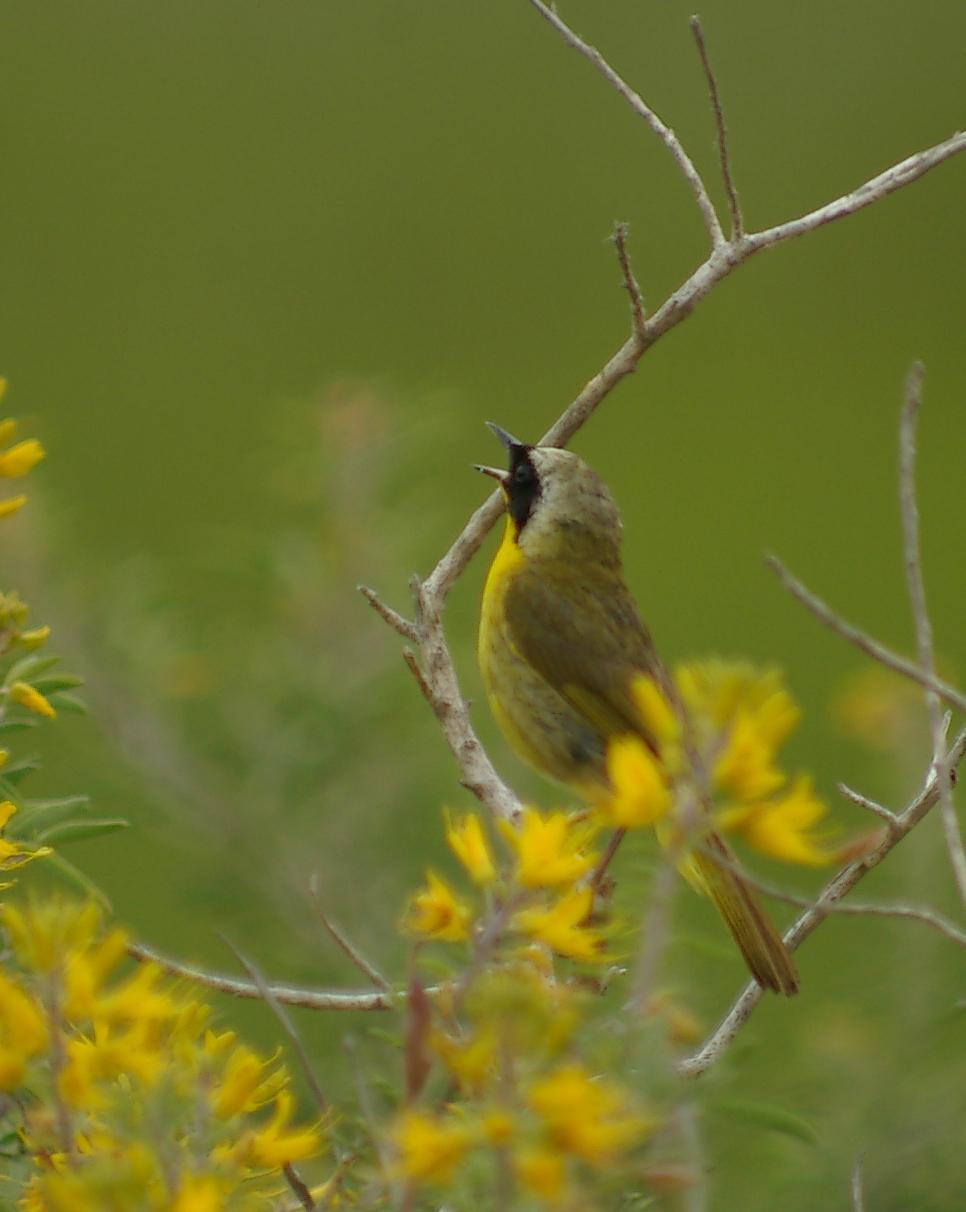 Common Yellowthroat Photo by Kent Jensen