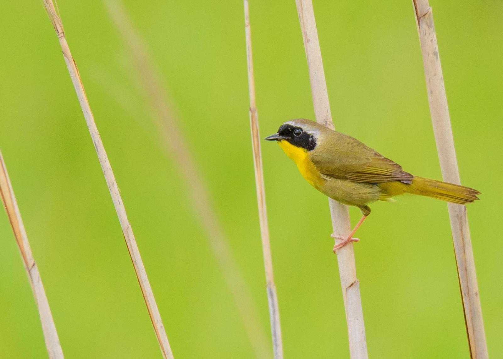 Common Yellowthroat Photo by Keshava Mysore