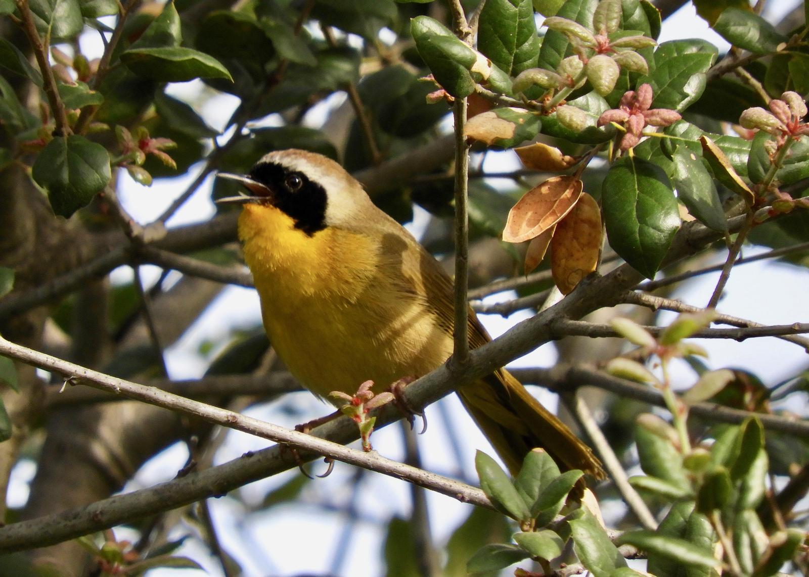 Common Yellowthroat Photo by Yvonne Burch-Hartley