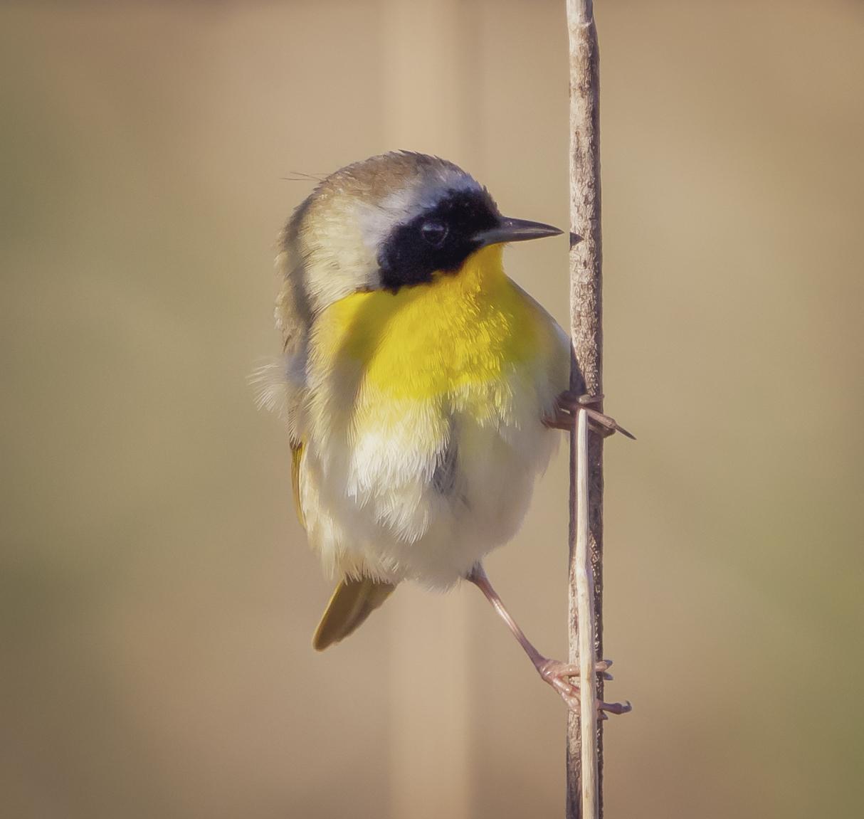 Common Yellowthroat Photo by Tom Gannon