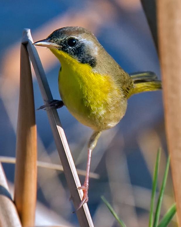 Common Yellowthroat Photo by JC Knoll