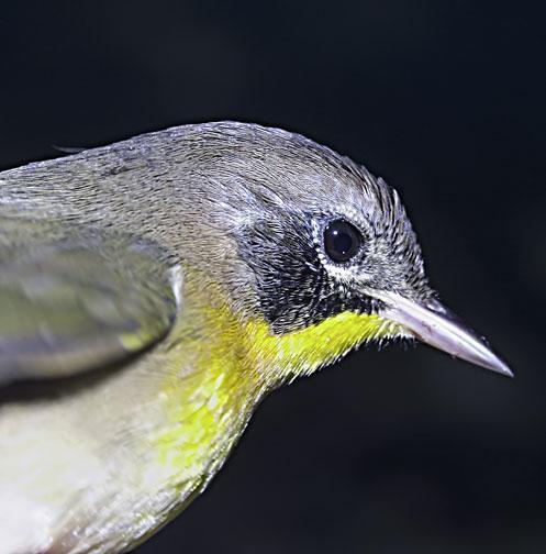 Common Yellowthroat Photo by Dan Tallman