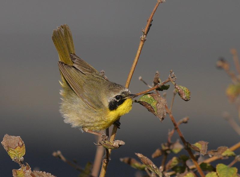 Common Yellowthroat Photo by Peter Boesman