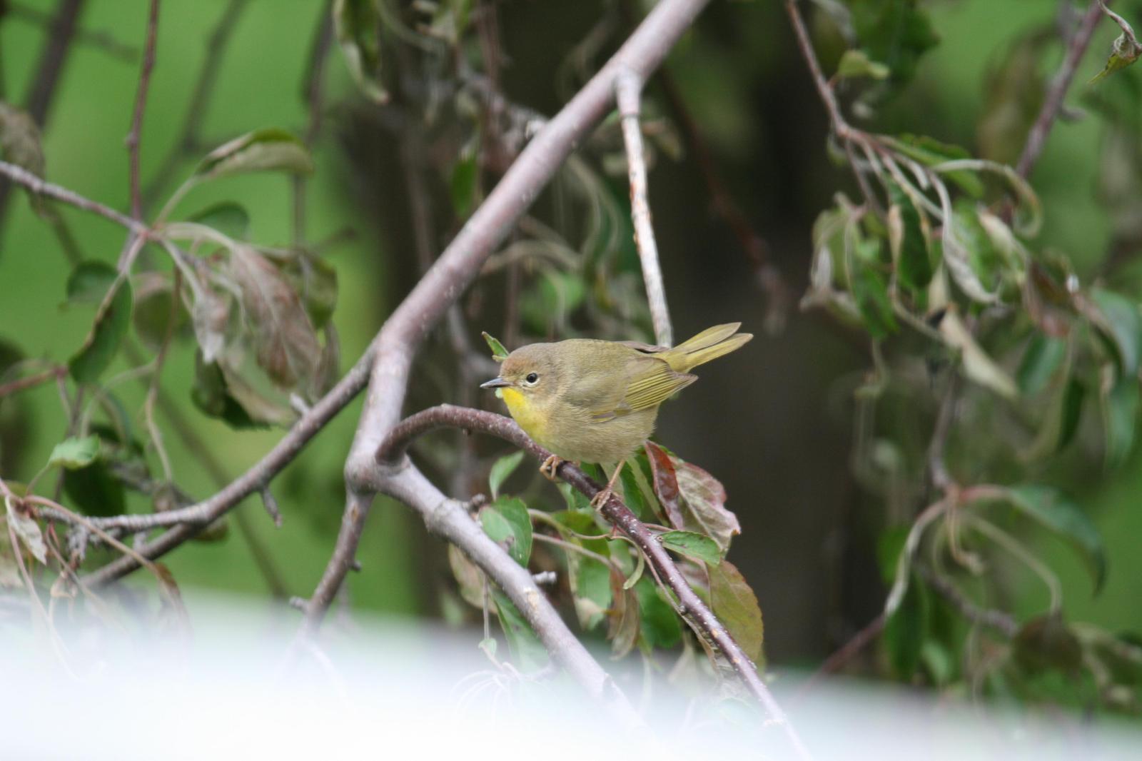 Common Yellowthroat Photo by Roseanne CALECA