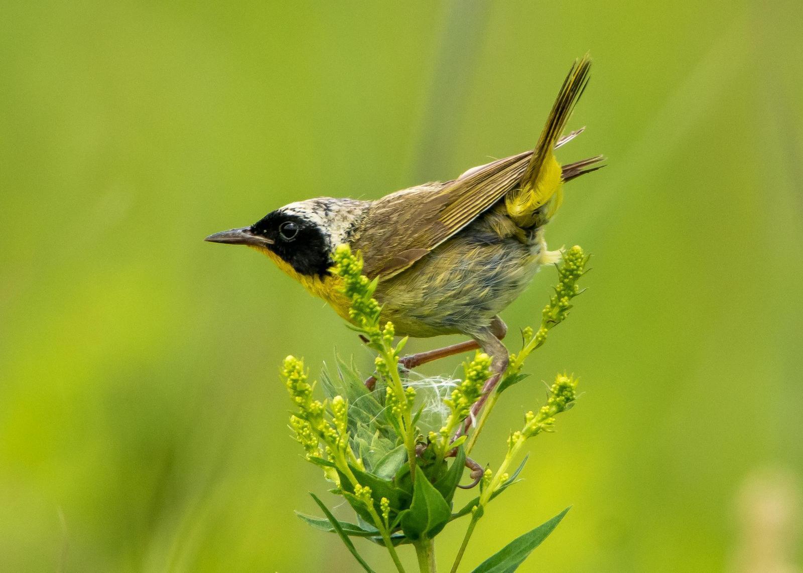 Common Yellowthroat Photo by Gerald Hoekstra