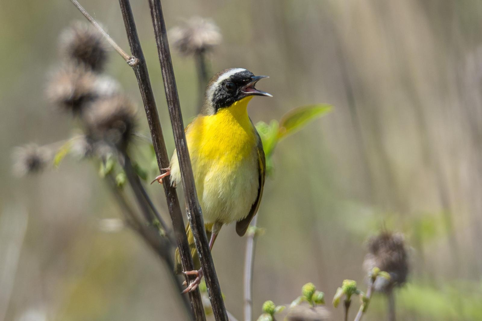 Common Yellowthroat Photo by Layton  Rikkers