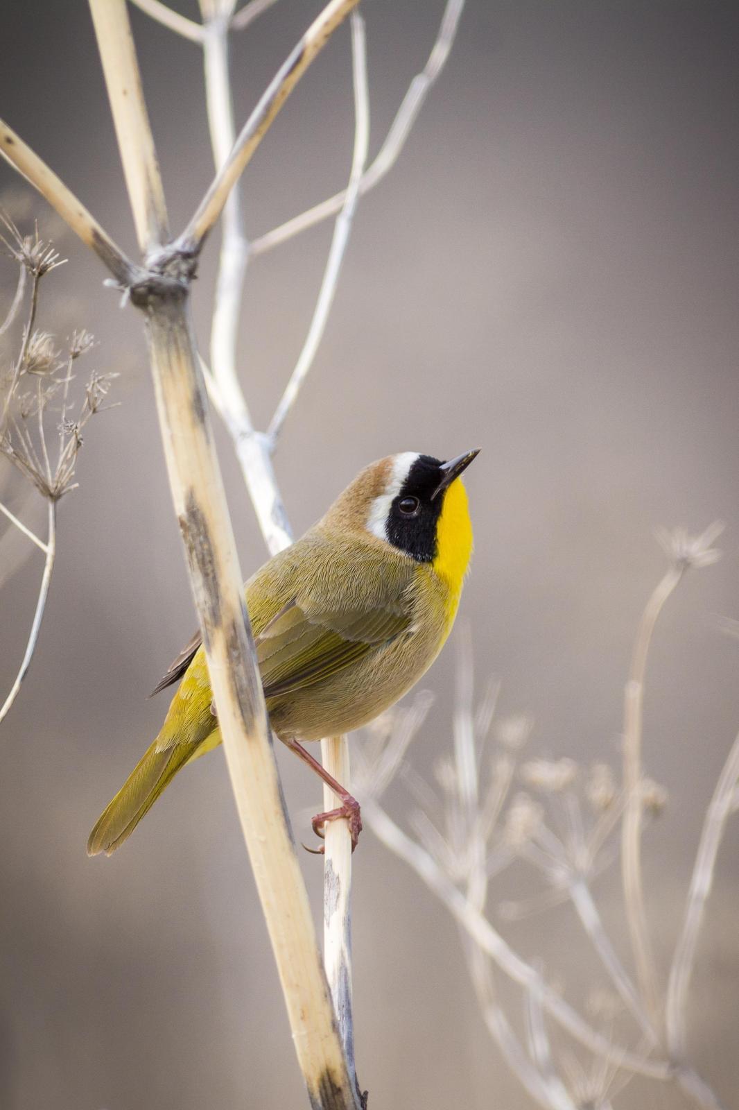 Common Yellowthroat Photo by Jesse Hodges