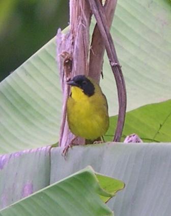 Olive-crowned Yellowthroat Photo by Lizabeth Southworth