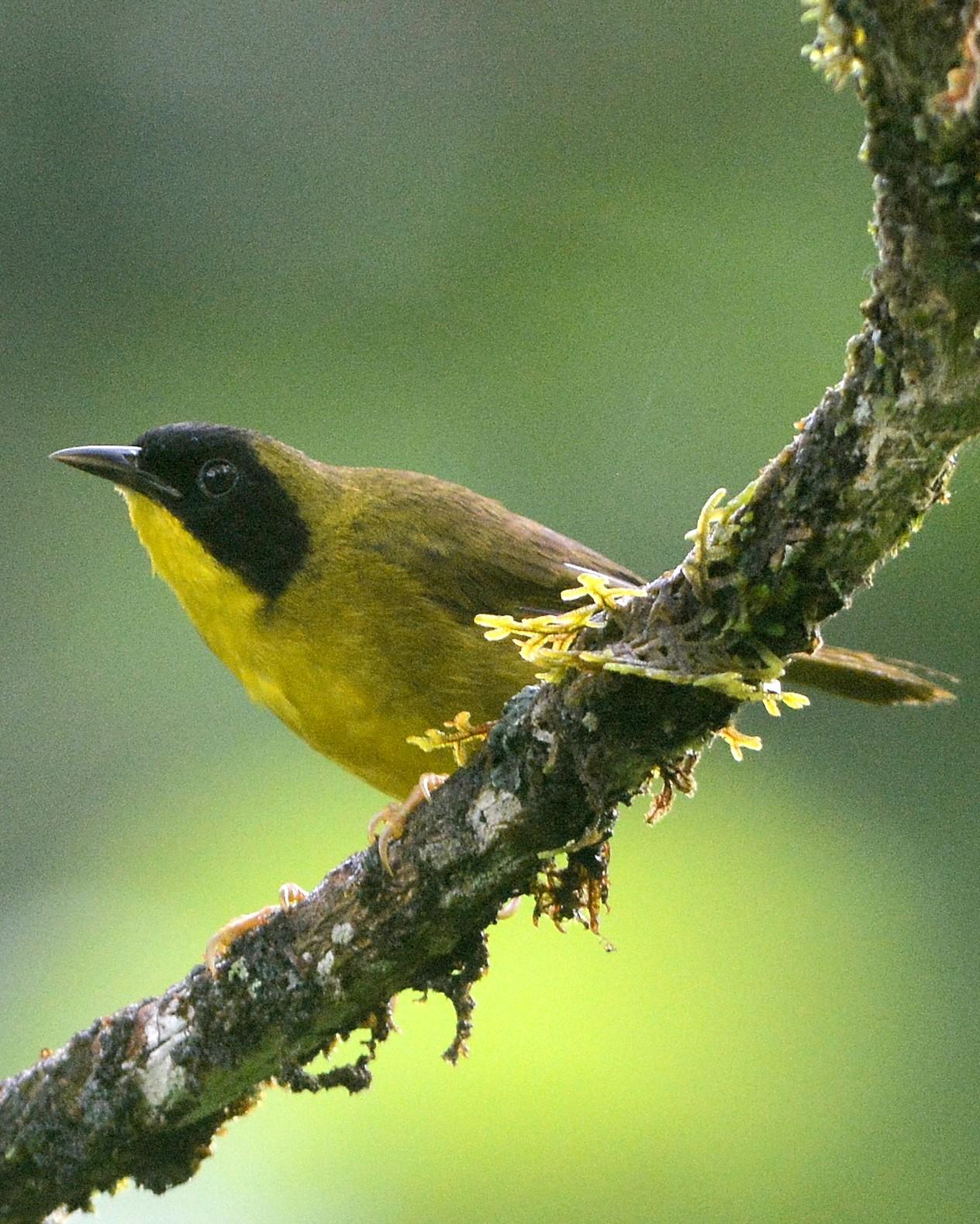 Olive-crowned Yellowthroat Photo by David Hollie