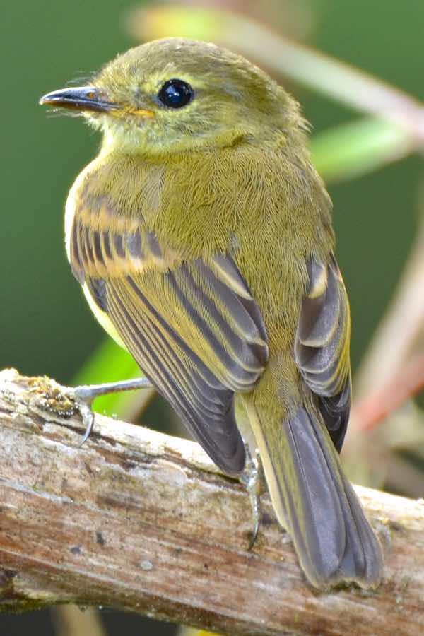 Olive-crowned Yellowthroat Photo by Andrew Pittman