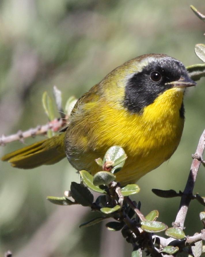 Hooded Yellowthroat Photo by Michael L. P. Retter