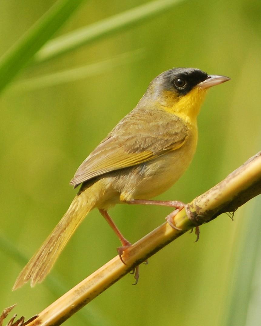 Gray-crowned Yellowthroat Photo by David Hollie