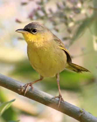 Gray-crowned Yellowthroat Photo by Rene Valdes