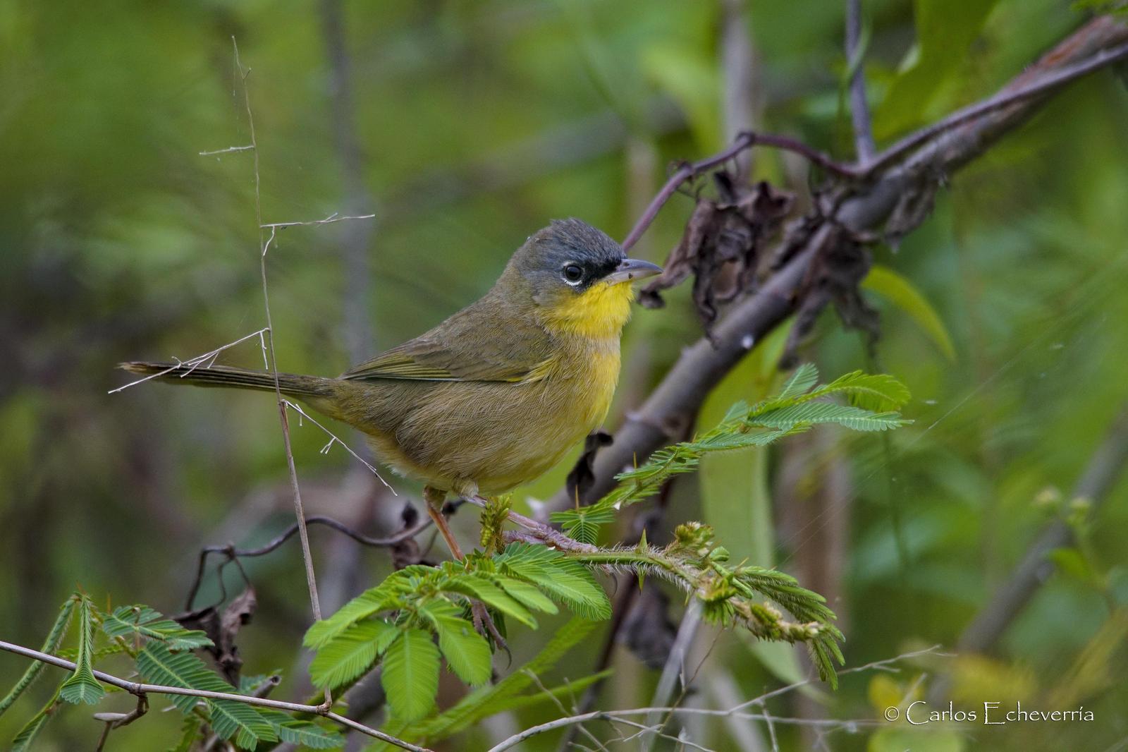Gray-crowned Yellowthroat Photo by Carlos Echeverría