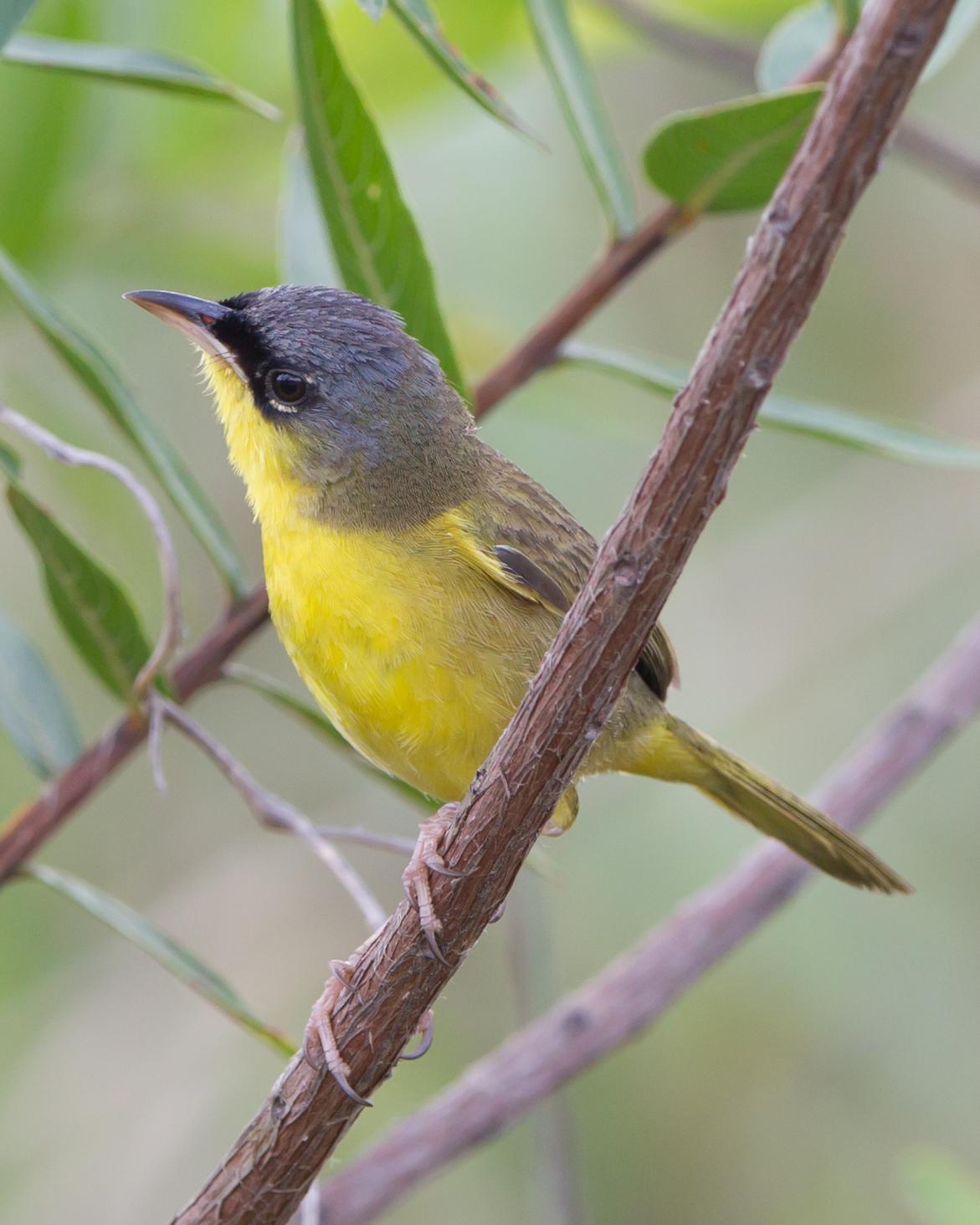 Gray-crowned Yellowthroat Photo by Kevin Berkoff