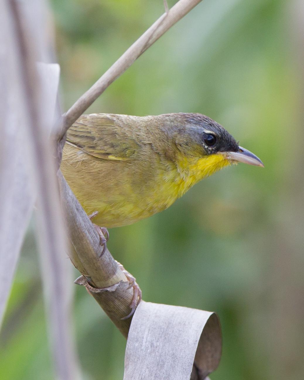 Gray-crowned Yellowthroat Photo by Kevin Berkoff
