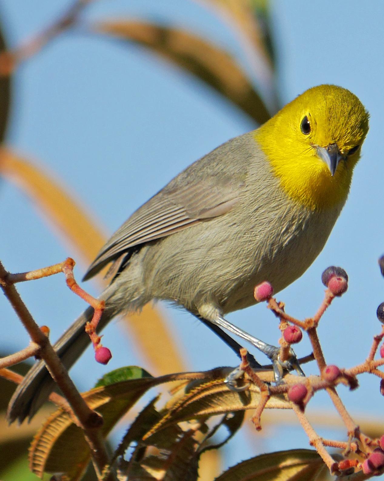 Yellow-headed Warbler Photo by Ollie Oliver