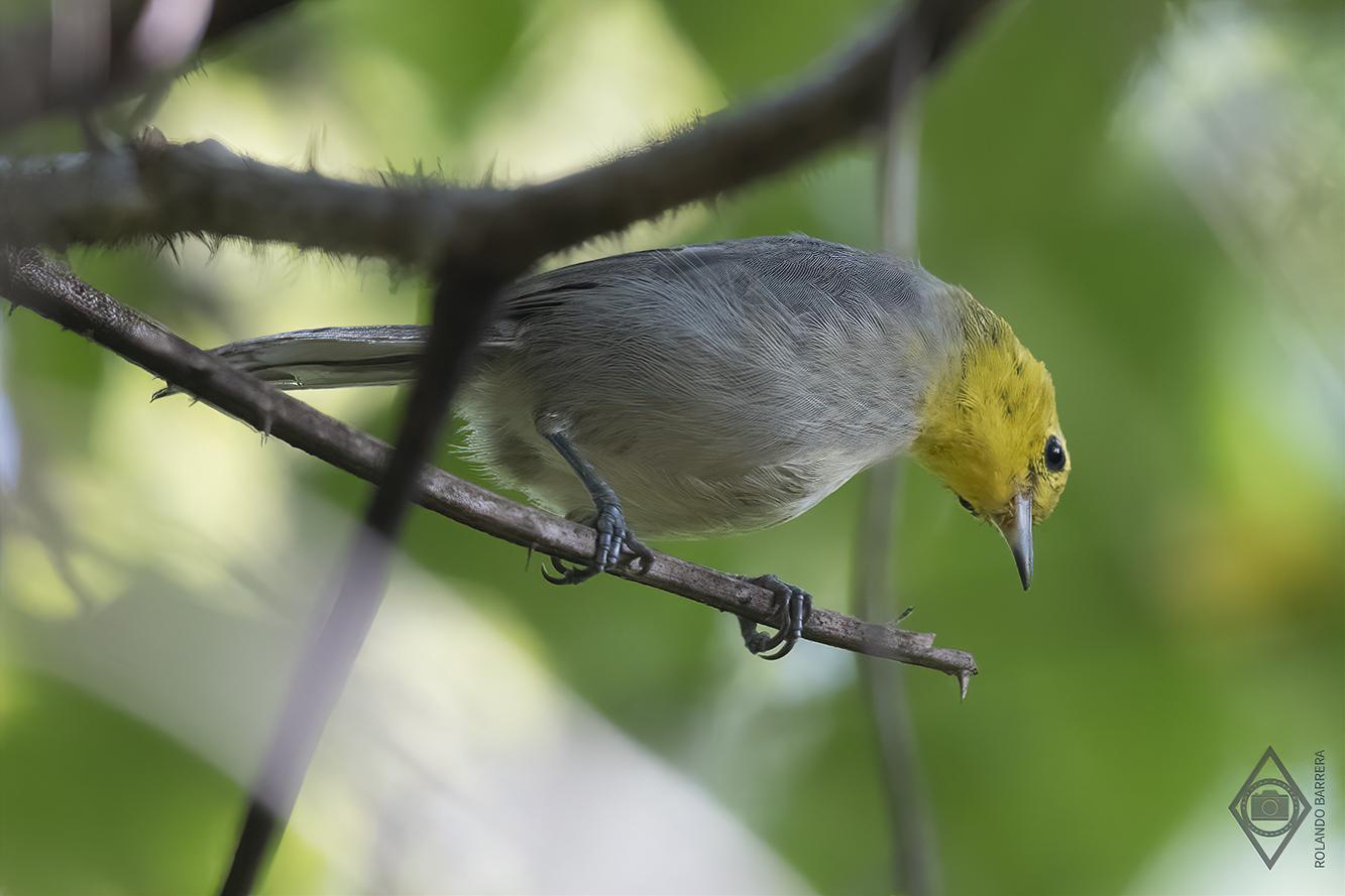 Yellow-headed Warbler Photo by Rolando Barrera