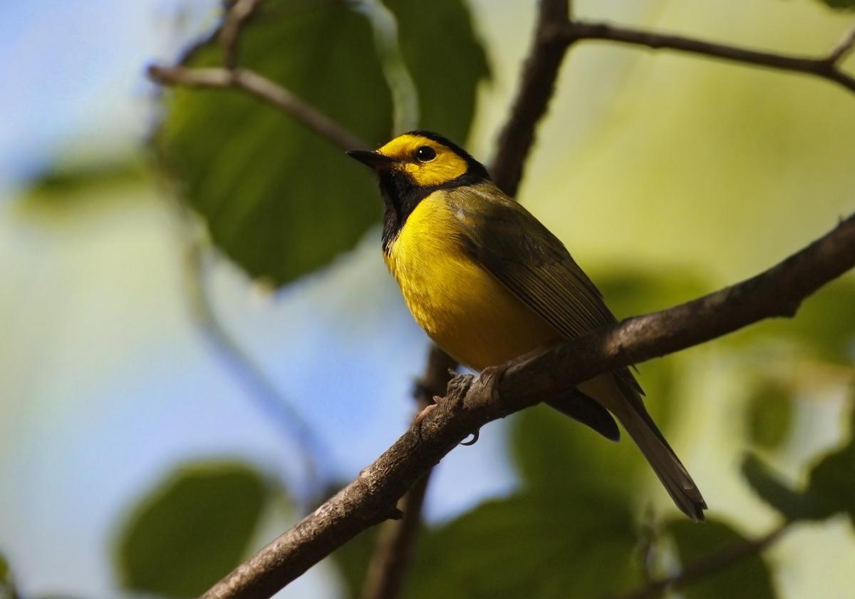 Hooded Warbler Photo by Emily Willoughby