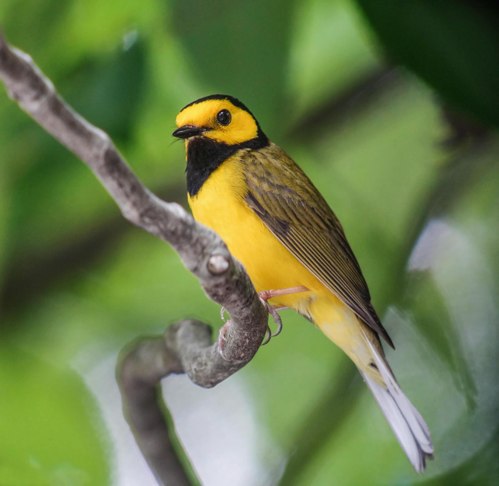Hooded Warbler Photo by Joseph Pescatore