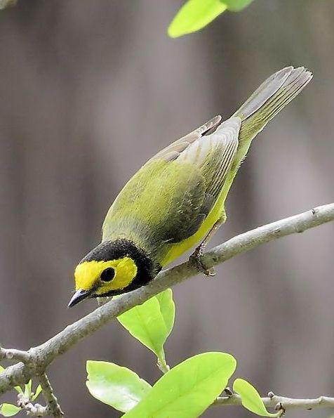 Hooded Warbler Photo by Kevin Brabble