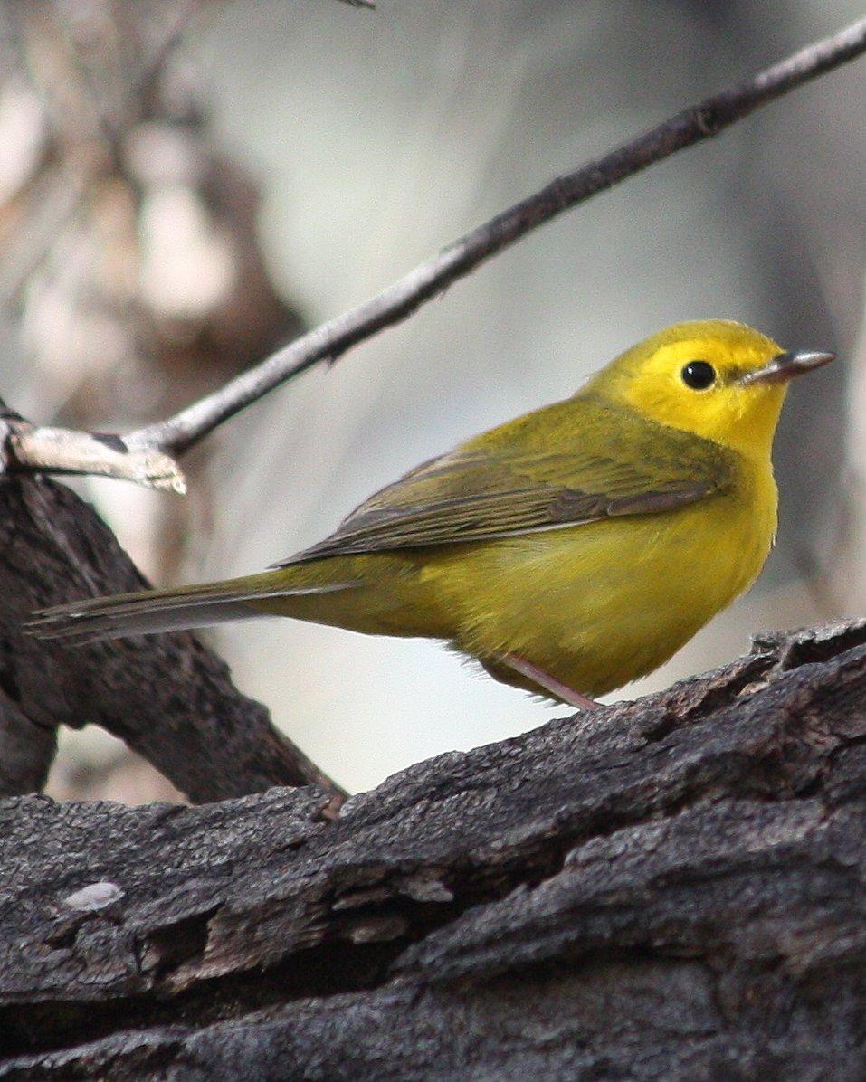 Hooded Warbler Photo by Andrew Core