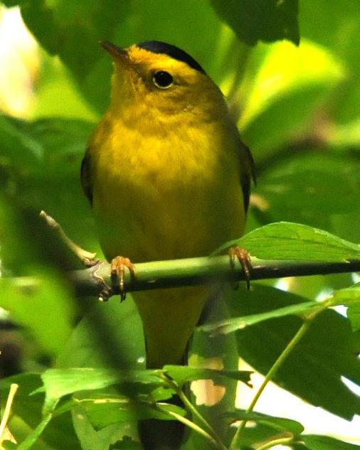 Wilson's Warbler Photo by BECKY_WYLIE