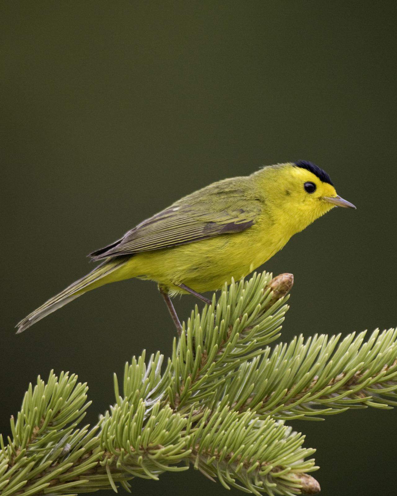 Wilson's Warbler Photo by Mary Ann Melton