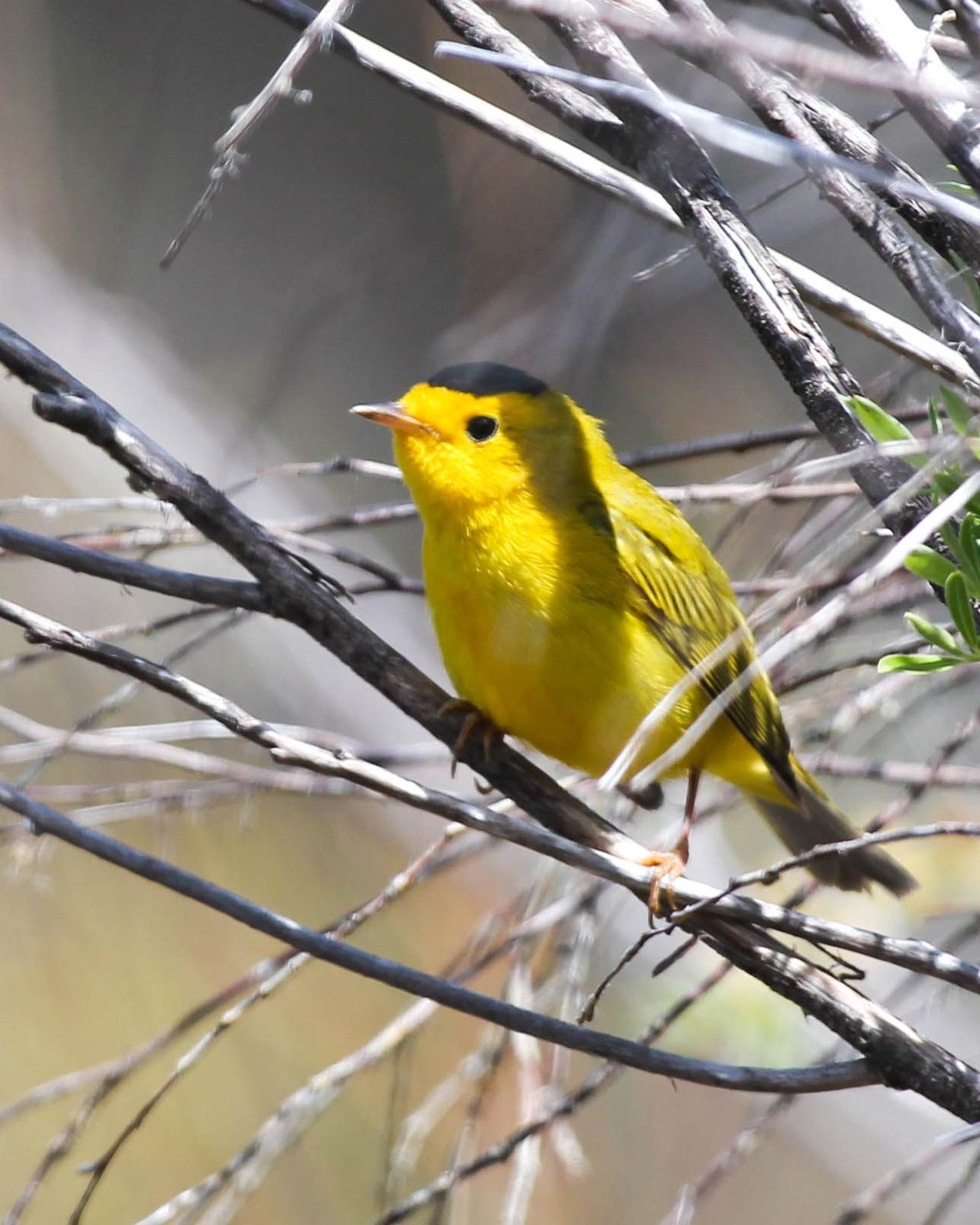 Wilson's Warbler Photo by Dylan Hopkins